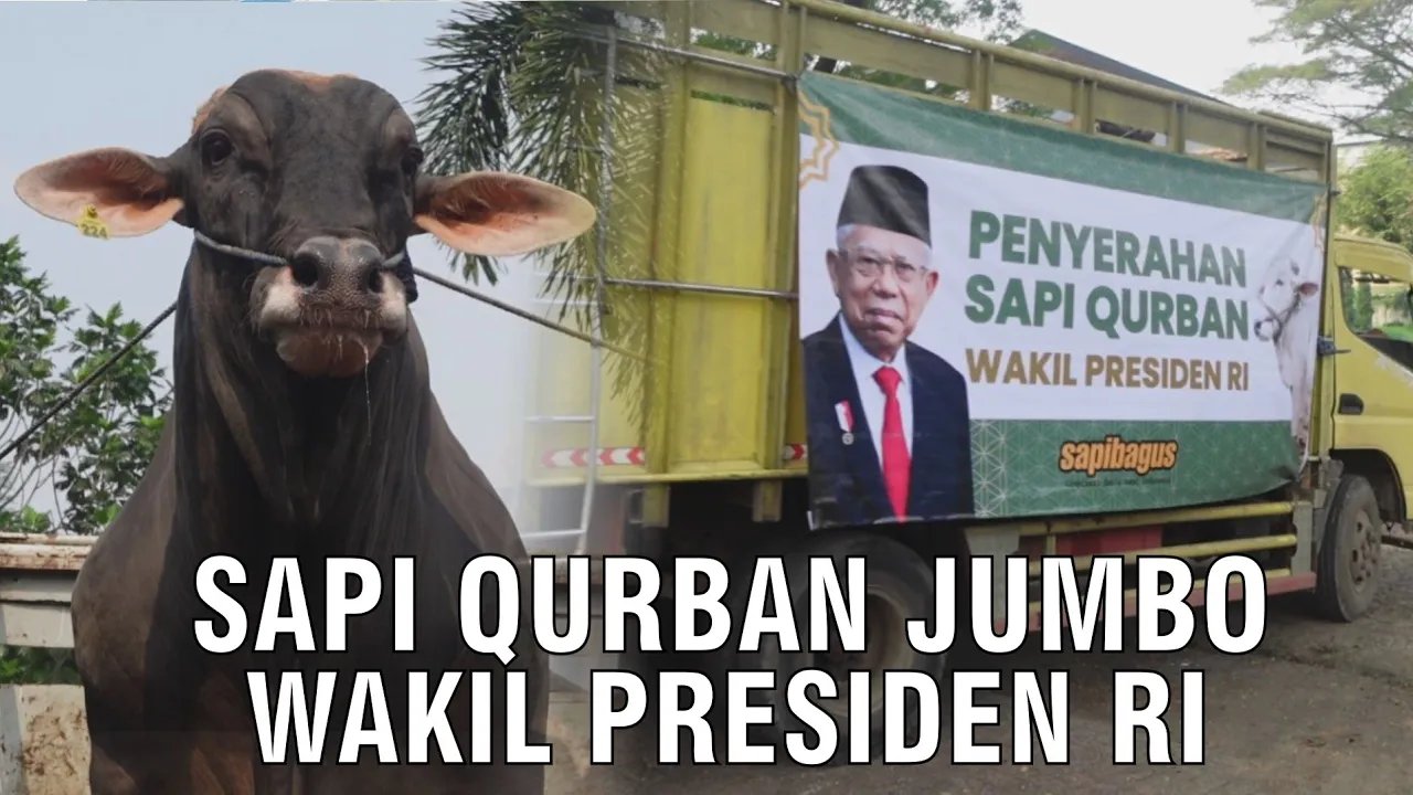 
                                 Sapi-Qurban-Jumbo-Wakil-Presiden-RI